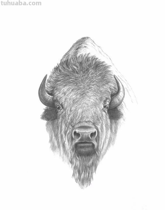 分享一套精美动物素描，值得收藏学习