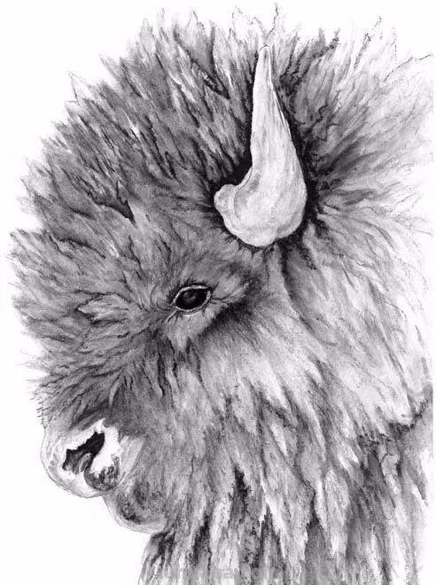 分享一套精美动物素描，值得收藏学习