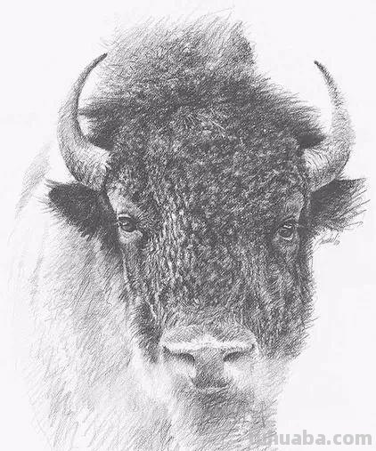 分享一套精美动物素描，值得收藏学习