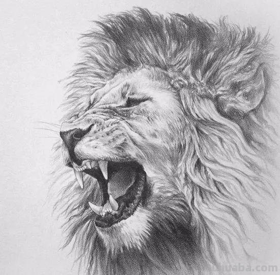 分享一套精美动物素描，值得收藏学习