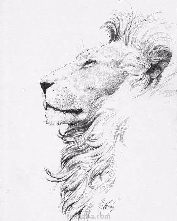 分享一套精美动物素描，值得收藏学习