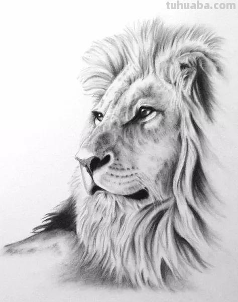 分享一套精美动物素描，值得收藏学习