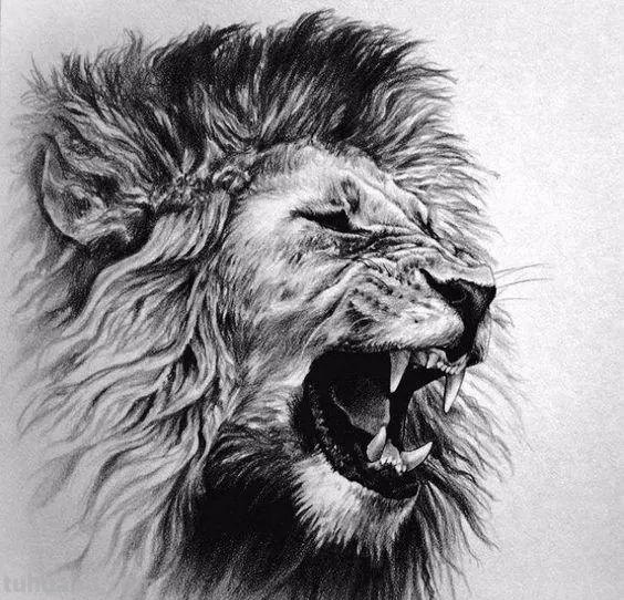 分享一套精美动物素描，值得收藏学习