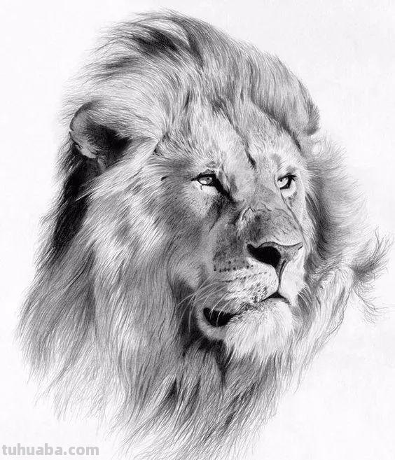 分享一套精美动物素描，值得收藏学习