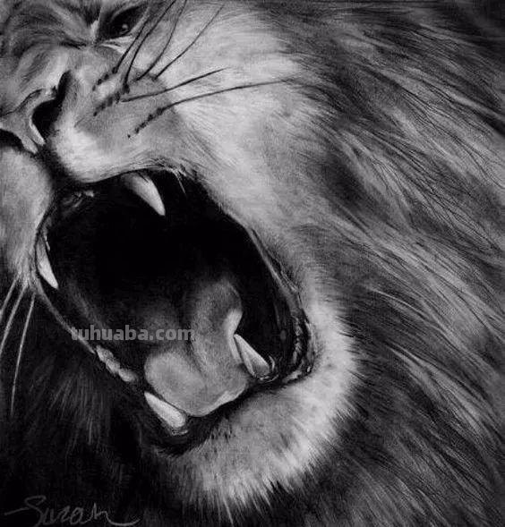 分享一套精美动物素描，值得收藏学习