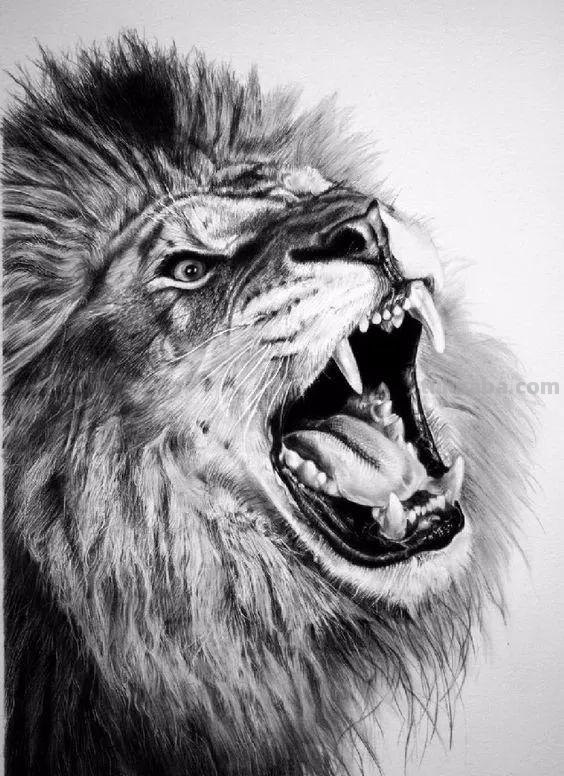 分享一套精美动物素描，值得收藏学习