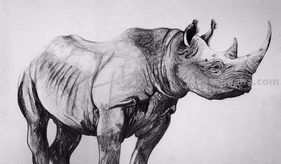 分享一套精美动物素描，值得收藏学习