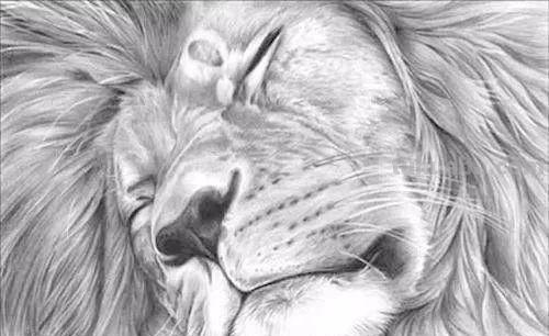 分享一套精美动物素描，值得收藏学习