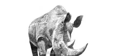 分享一套精美动物素描，值得收藏学习