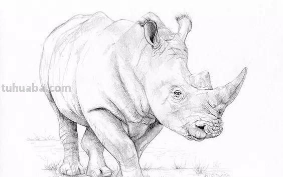 分享一套精美动物素描，值得收藏学习