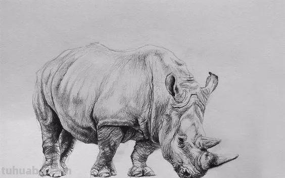 分享一套精美动物素描，值得收藏学习