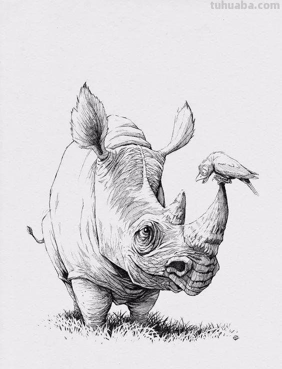 分享一套精美动物素描，值得收藏学习