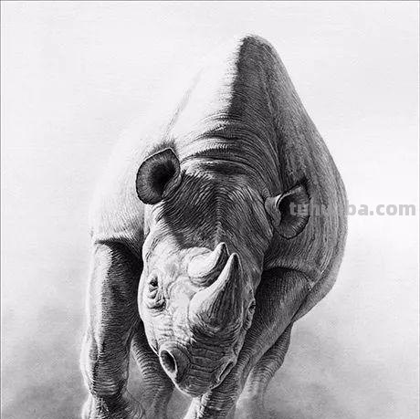 分享一套精美动物素描，值得收藏学习