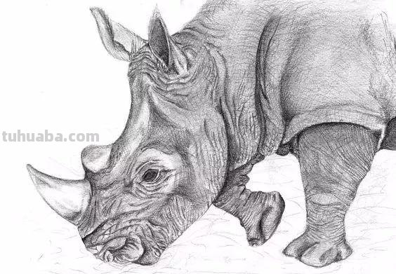 分享一套精美动物素描，值得收藏学习