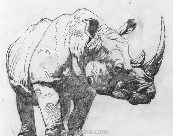 分享一套精美动物素描，值得收藏学习