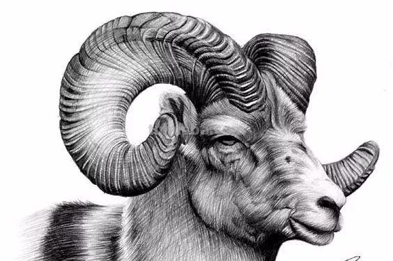 分享一套精美动物素描，值得收藏学习