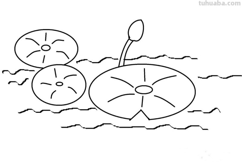 荷叶风景速写（荷叶风景速写图片）