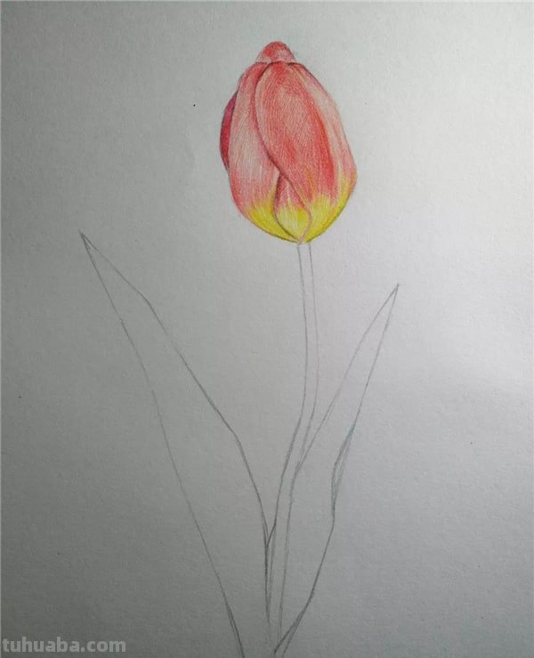 彩铅画要注意什么(彩铅画要注意什么细节) 彩铅画要注意什么(彩铅画要注意什么细节)