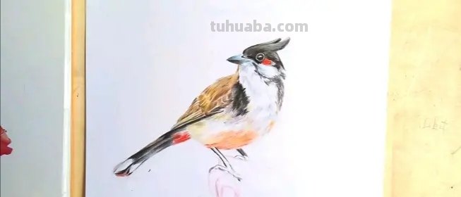 怎么画彩铅天堂鸟(怎么画彩铅天堂鸟图片) 怎么画彩铅天堂鸟(怎么画彩铅天堂鸟图片)