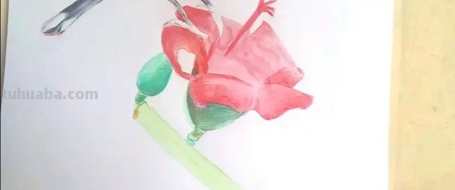 怎么画彩铅天堂鸟(怎么画彩铅天堂鸟图片) 怎么画彩铅天堂鸟(怎么画彩铅天堂鸟图片)