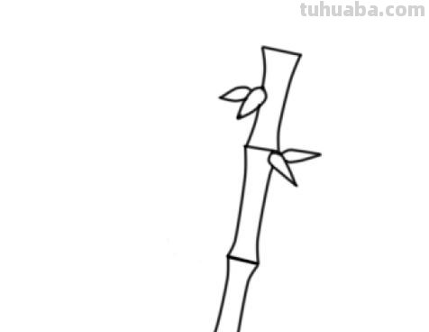 竹子怎么画简笔画(竹子怎么画简笔画 古风) 竹子怎么画简笔画(竹子怎么画简笔画 古风)