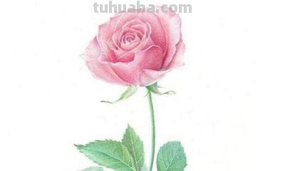 用彩铅画玫瑰花怎么画(用彩铅画玫瑰花怎么画?简单又漂亮 百度网盘) 用彩铅画玫瑰花怎么画(用彩铅画玫瑰花怎么画?简单又漂亮 百度网盘)