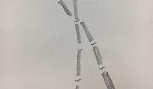 怎么画竹子简笔画(怎么画竹子简笔画可爱) 怎么画竹子简笔画(怎么画竹子简笔画可爱)