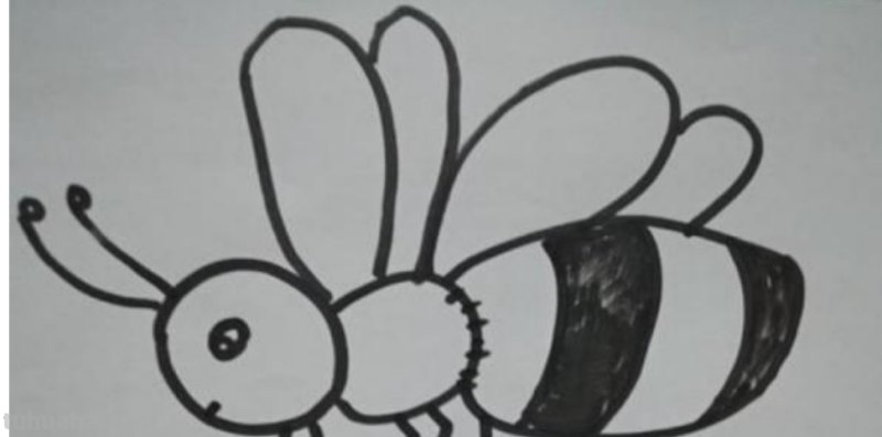 蜜蜂怎么画简笔画(蜜蜂怎么画简笔画图片) 蜜蜂怎么画简笔画(蜜蜂怎么画简笔画图片)
