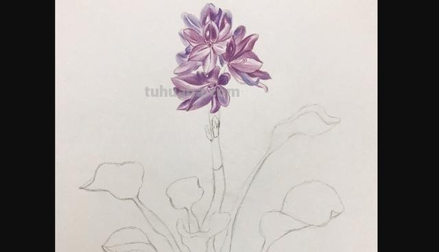 雏菊彩铅怎么画(雏菊彩铅怎么画好看) 雏菊彩铅怎么画(雏菊彩铅怎么画好看)