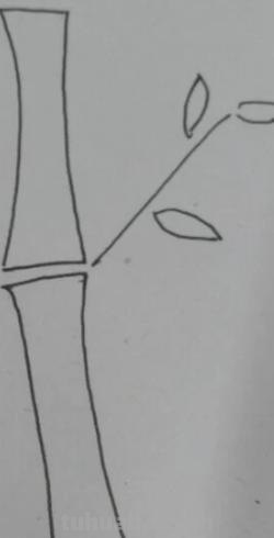彩铅怎么画竹子(彩铅怎么画竹子的叶子) 彩铅怎么画竹子(彩铅怎么画竹子的叶子)