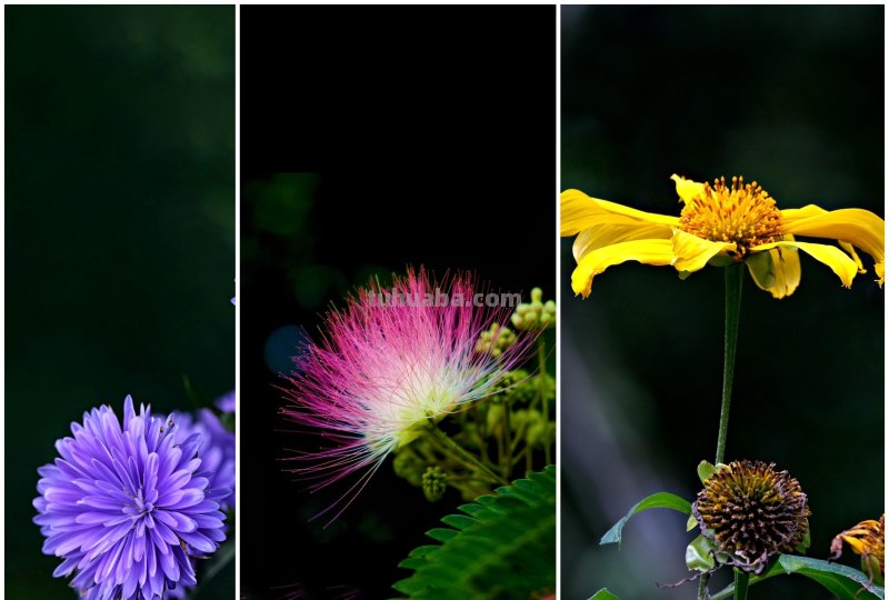 为啥,同样一朵花人家拍得就更好看?花朵摄影技巧学起来你也能拍 为啥,同样一朵花人家拍得就更好看?花朵摄影技巧学起来你也能拍
