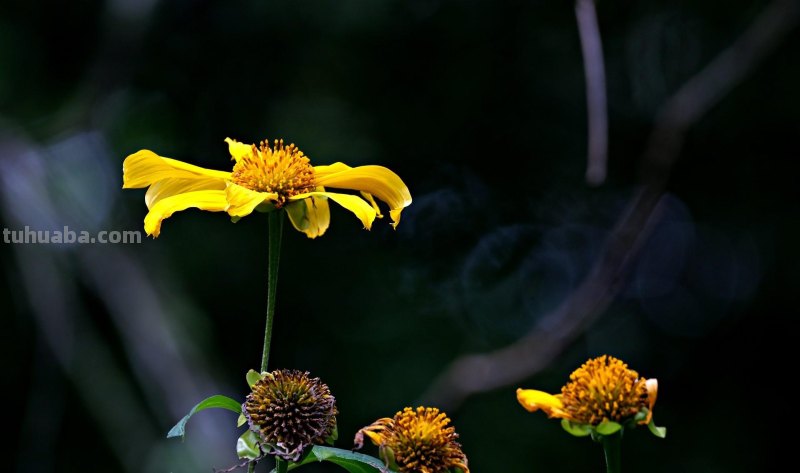 为啥,同样一朵花人家拍得就更好看?花朵摄影技巧学起来你也能拍 为啥,同样一朵花人家拍得就更好看?花朵摄影技巧学起来你也能拍