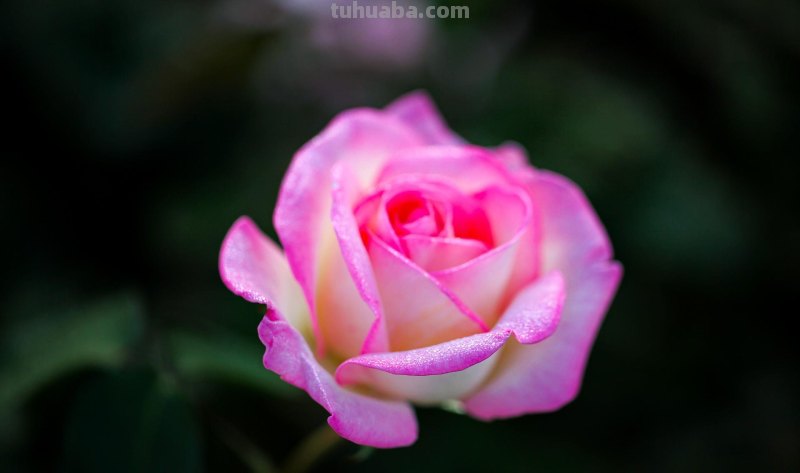 为啥,同样一朵花人家拍得就更好看?花朵摄影技巧学起来你也能拍 为啥,同样一朵花人家拍得就更好看?花朵摄影技巧学起来你也能拍