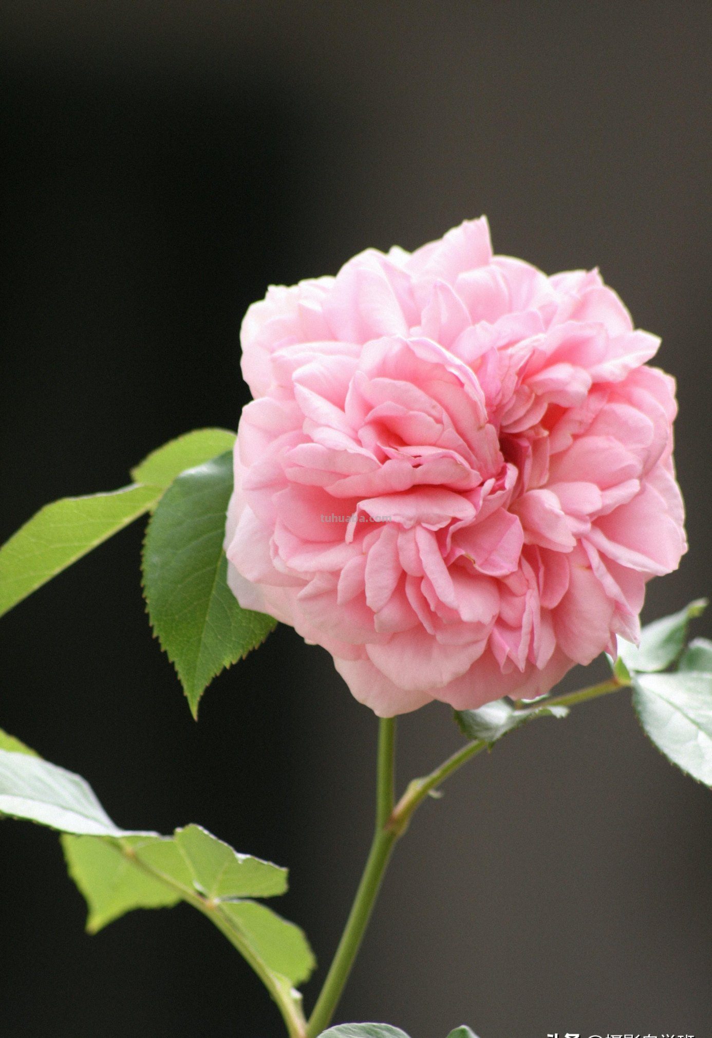 为啥,同样一朵花人家拍得就更好看?花朵摄影技巧学起来你也能拍 为啥,同样一朵花人家拍得就更好看?花朵摄影技巧学起来你也能拍