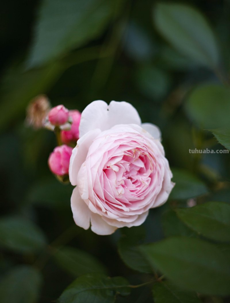 为啥,同样一朵花人家拍得就更好看?花朵摄影技巧学起来你也能拍 为啥,同样一朵花人家拍得就更好看?花朵摄影技巧学起来你也能拍