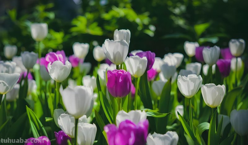 为啥,同样一朵花人家拍得就更好看?花朵摄影技巧学起来你也能拍 为啥,同样一朵花人家拍得就更好看?花朵摄影技巧学起来你也能拍