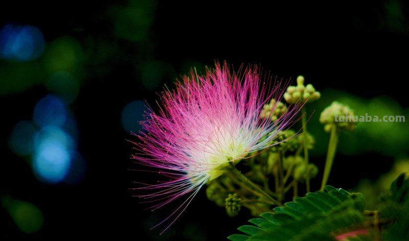 为啥,同样一朵花人家拍得就更好看?花朵摄影技巧学起来你也能拍 为啥,同样一朵花人家拍得就更好看?花朵摄影技巧学起来你也能拍