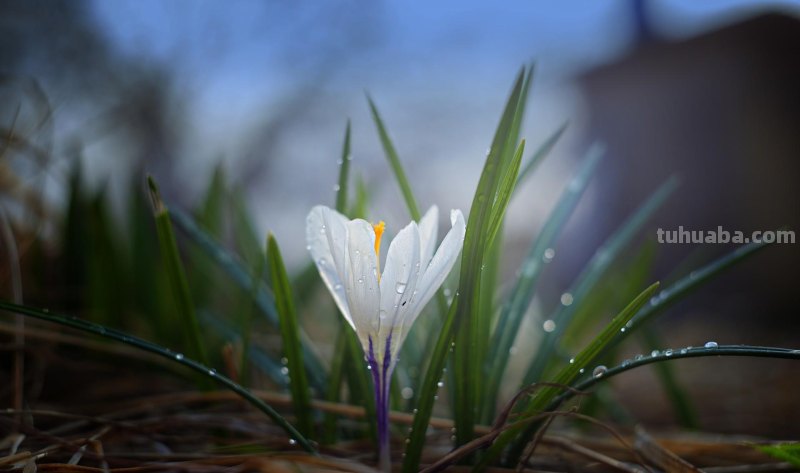 为啥,同样一朵花人家拍得就更好看?花朵摄影技巧学起来你也能拍 为啥,同样一朵花人家拍得就更好看?花朵摄影技巧学起来你也能拍