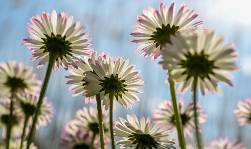 为啥,同样一朵花人家拍得就更好看?花朵摄影技巧学起来你也能拍 为啥,同样一朵花人家拍得就更好看?花朵摄影技巧学起来你也能拍