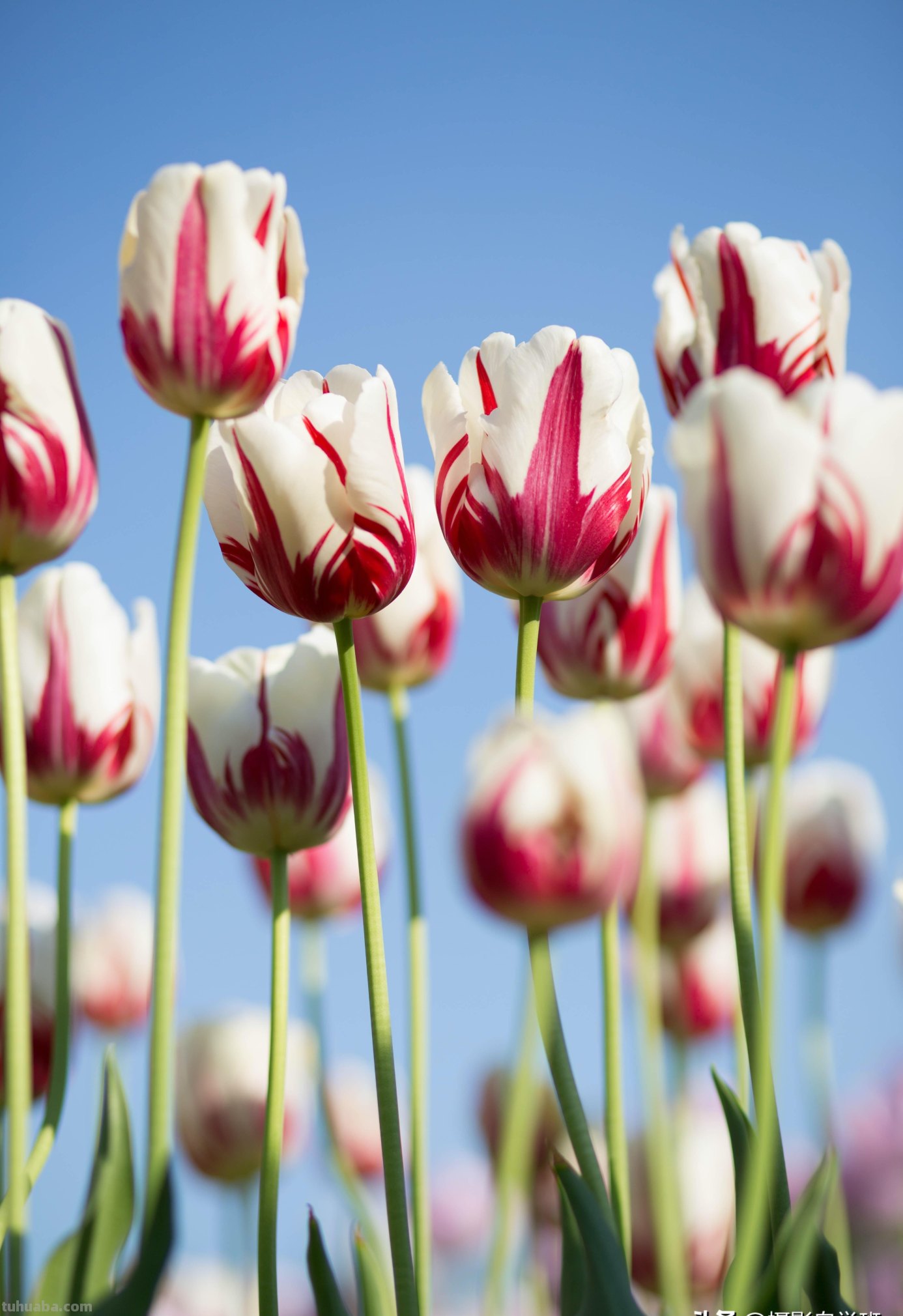 为啥,同样一朵花人家拍得就更好看?花朵摄影技巧学起来你也能拍 为啥,同样一朵花人家拍得就更好看?花朵摄影技巧学起来你也能拍