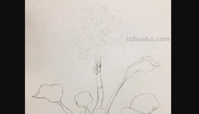 三角梅用彩铅怎么画(三角梅用彩铅怎么画好看) 三角梅用彩铅怎么画(三角梅用彩铅怎么画好看)