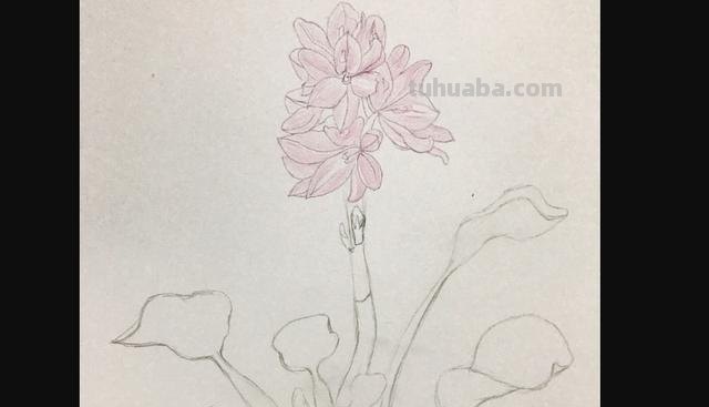 三角梅用彩铅怎么画(三角梅用彩铅怎么画好看) 三角梅用彩铅怎么画(三角梅用彩铅怎么画好看)