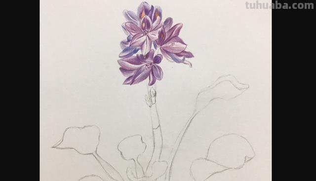 三角梅用彩铅怎么画(三角梅用彩铅怎么画好看) 三角梅用彩铅怎么画(三角梅用彩铅怎么画好看)
