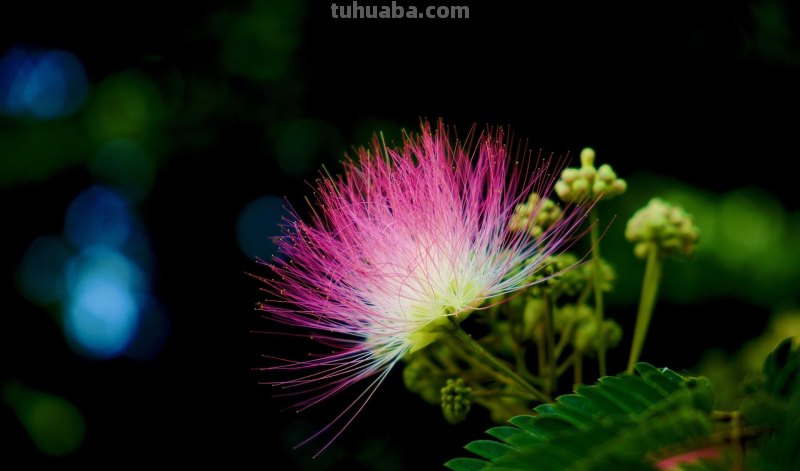 不再浪费小花,用这5个摄影技巧,把身边花朵拍美吧 不再浪费小花,用这5个摄影技巧,把身边花朵拍美吧