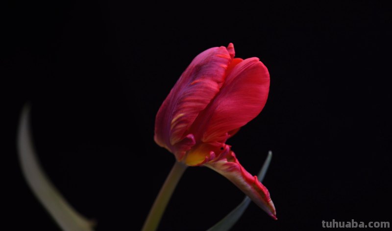 不再浪费小花,用这5个摄影技巧,把身边花朵拍美吧 不再浪费小花,用这5个摄影技巧,把身边花朵拍美吧