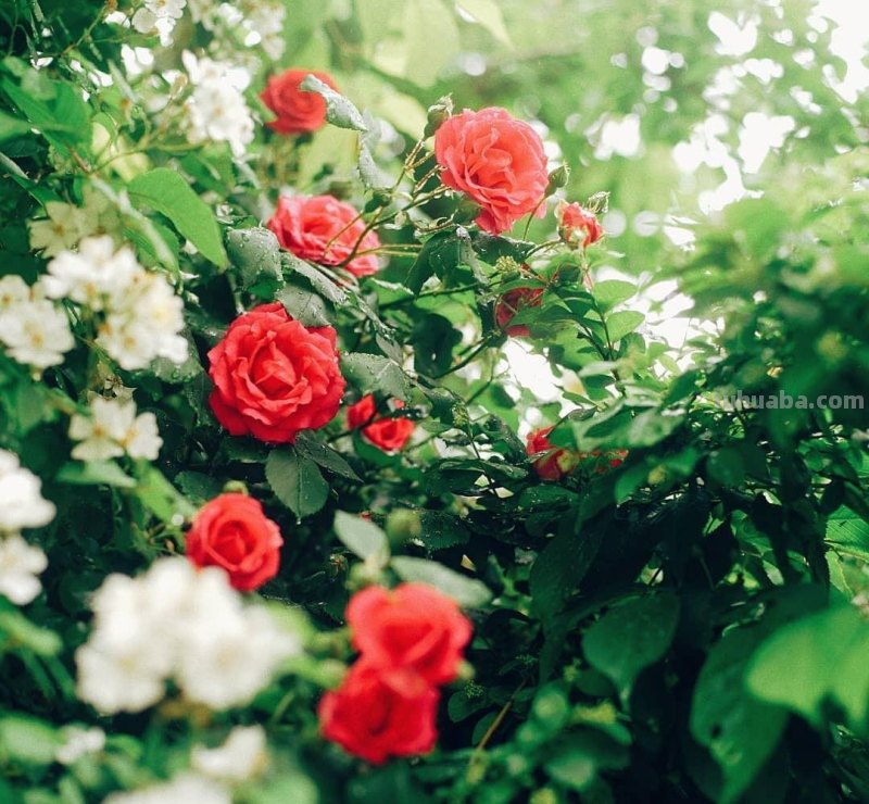 不再浪费小花,用这5个摄影技巧,把身边花朵拍美吧 不再浪费小花,用这5个摄影技巧,把身边花朵拍美吧