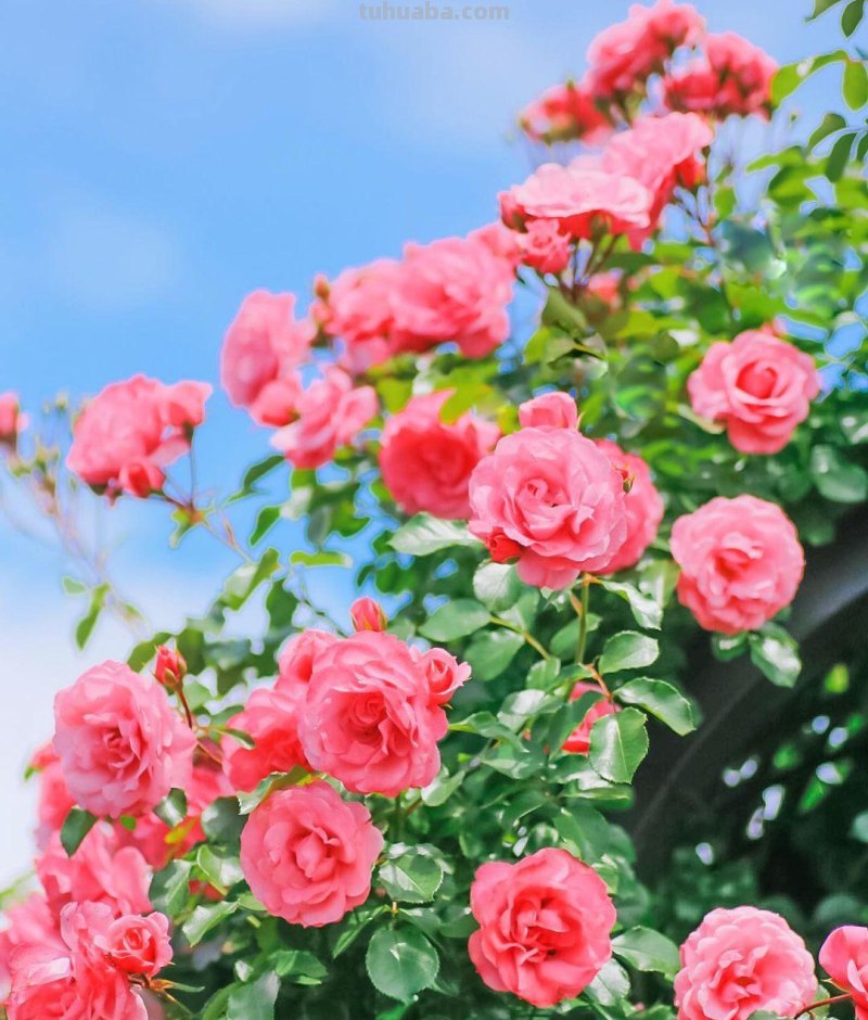 不再浪费小花,用这5个摄影技巧,把身边花朵拍美吧 不再浪费小花,用这5个摄影技巧,把身边花朵拍美吧