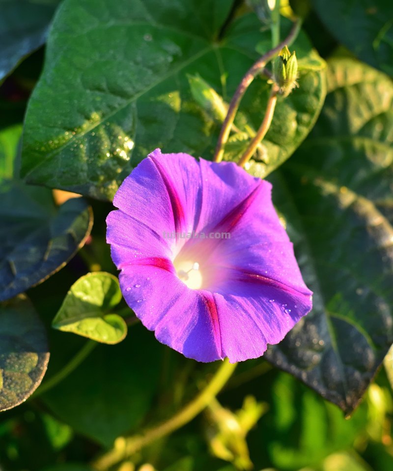 不再浪费小花,用这5个摄影技巧,把身边花朵拍美吧 不再浪费小花,用这5个摄影技巧,把身边花朵拍美吧