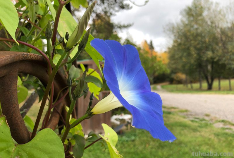 不再浪费小花,用这5个摄影技巧,把身边花朵拍美吧 不再浪费小花,用这5个摄影技巧,把身边花朵拍美吧