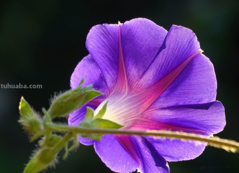 不再浪费小花,用这5个摄影技巧,把身边花朵拍美吧 不再浪费小花,用这5个摄影技巧,把身边花朵拍美吧